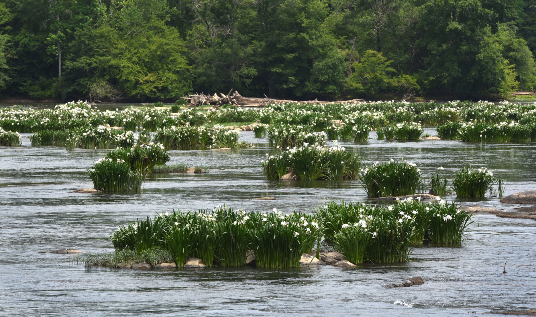 Landsford Canal State Park
